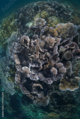 Underwater blue ocean over a garden hard coral reef