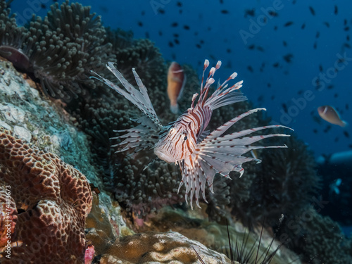 lyon fish in aquarium over a coral reef © damianalmua