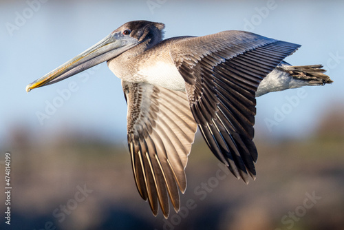 Brown pelican flying, seen in the wild in North California photo