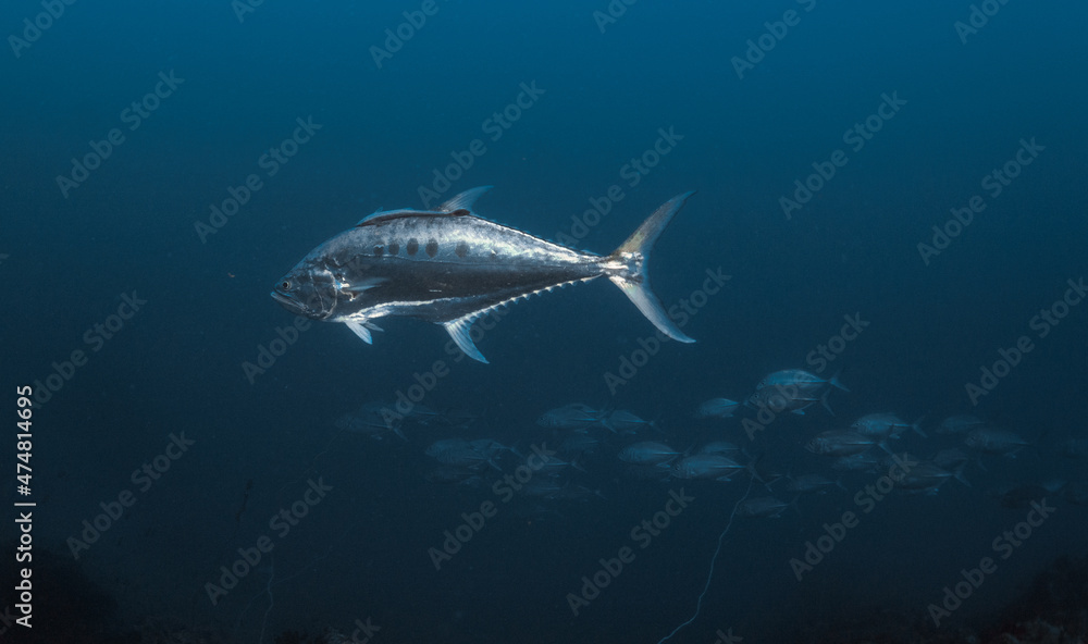 Fototapeta premium kingfish tuna catching and feeding in the blue sea