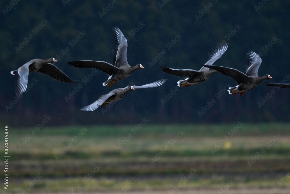 Fototapeta premium 飛び立つ北からの渡り鳥マガンの群れ
