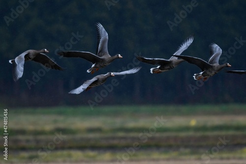 飛び立つ北からの渡り鳥マガンの群れ © trogon