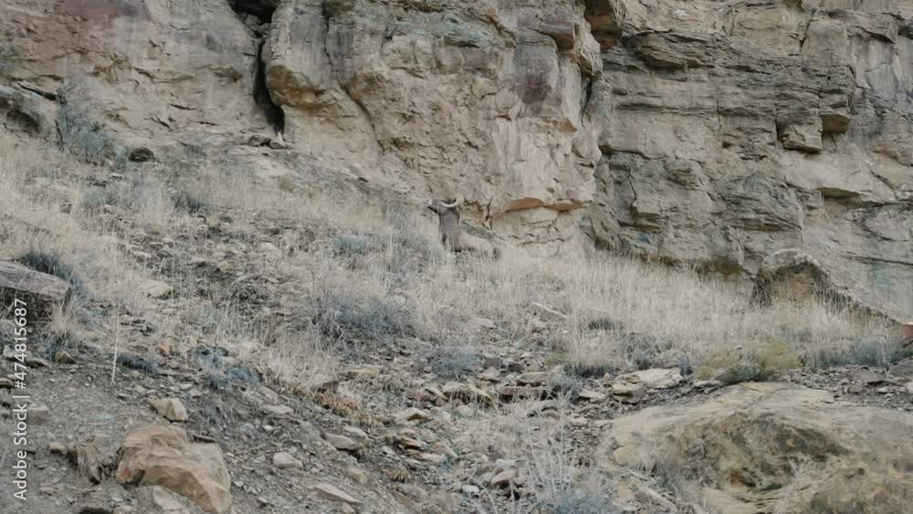Bighorn Ram Sitting on the side of the mountain with big horns. Bighorn Ram Sitting on the side of the mountain with big horns.