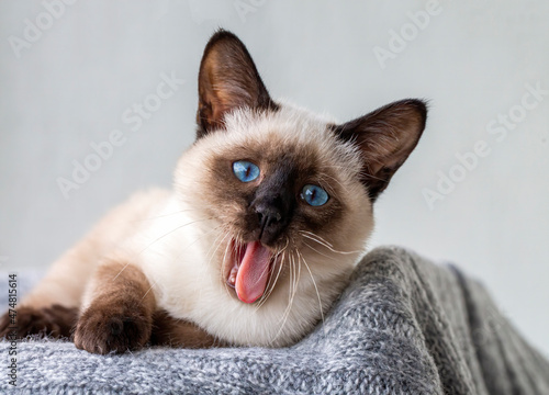 Photography Pet animal; cute siamese cat