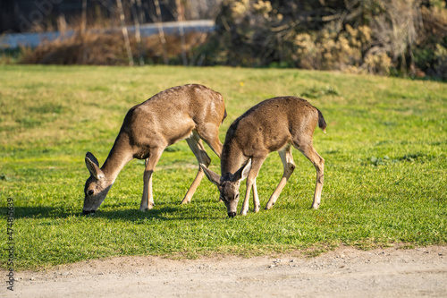 Two California Mule Deer (Odocoileus hemionus californicus) graze in the meadow. © Olga