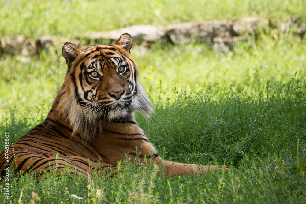 Bengal Tiger resting on grass - obrazy, fototapety, plakaty 