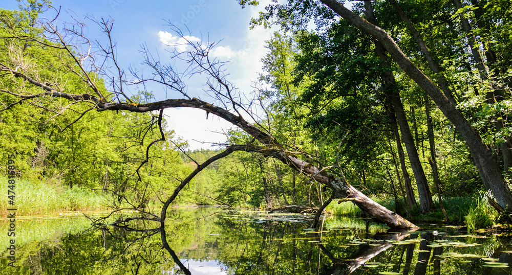 Fototapeta premium Dead tree falling over the river