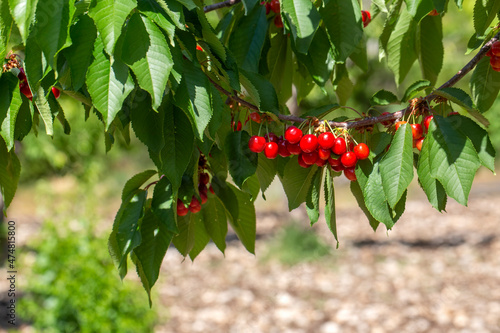 Fotografering Fresh cherry fruit in cherry tree, Kemalpasa - Turkey