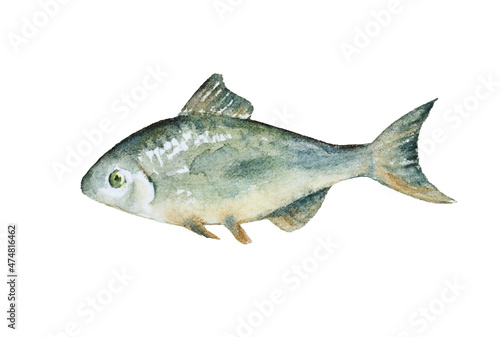 Silver realistic fish isolated on white background.