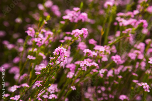 Close up of small pink flowers confetti bush coleonema pulchellum