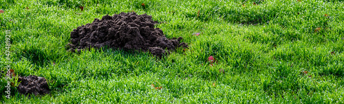 Fresh pile of dirt from a mole hole in a lush green lawn covered with early morning dew 