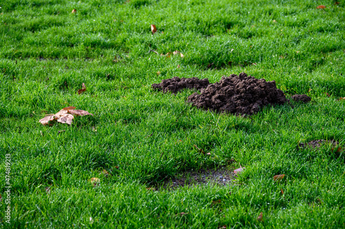 Fresh pile of dirt from a mole hole in a lush green lawn covered with early morning dew 