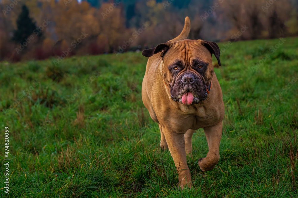 2021-12-13 A LARGE BULLMASTIFF RUNNING IN A GREEN FIELD WITH ITS TONGUE OUT 2021-12-13 A LARGE BULLMASTIFF RUNNING IN A GREEN FIELD WITH ITS TONGUE OUT