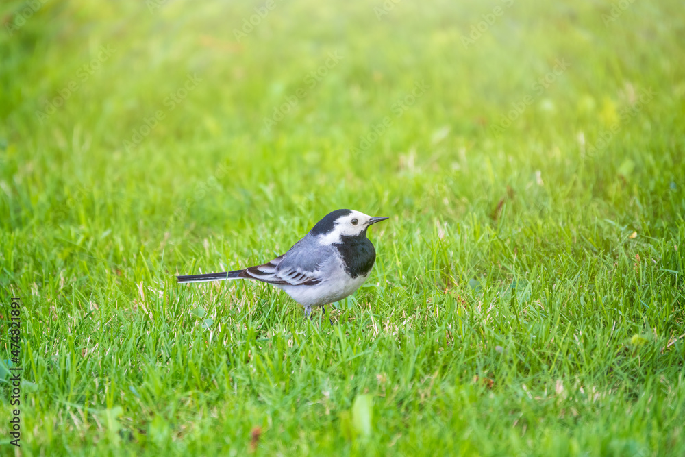 Cute bird white wagtail, Motacilla alba standing on a green lawn in spring. Cute bird white wagtail, Motacilla alba standing on a green lawn in spring.