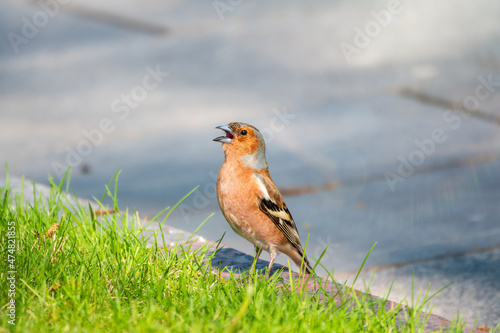 Common chaffinch, Fringilla coelebs, sits on a green lawn in spring. Common chaffinch in wildlife.