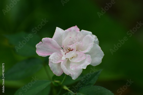 Beautiful white rose flower in blurred green background  © KKT Madhusanka