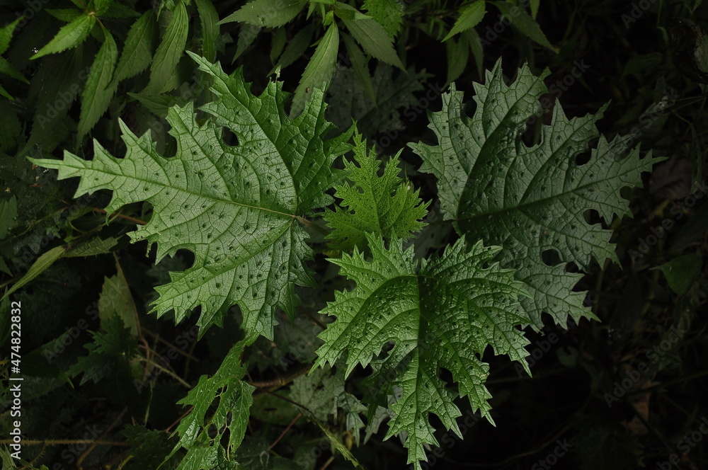 This is a leaf of Urtica Thunbergiana, a leaf that is very itchy when you touch it This is a leaf of Urtica Thunbergiana, a leaf that is very itchy when you touch it