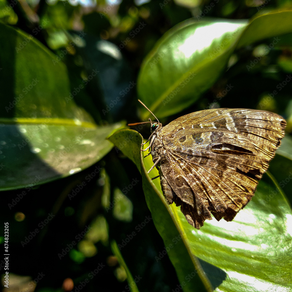 Obraz premium butterfly on leaf background nature