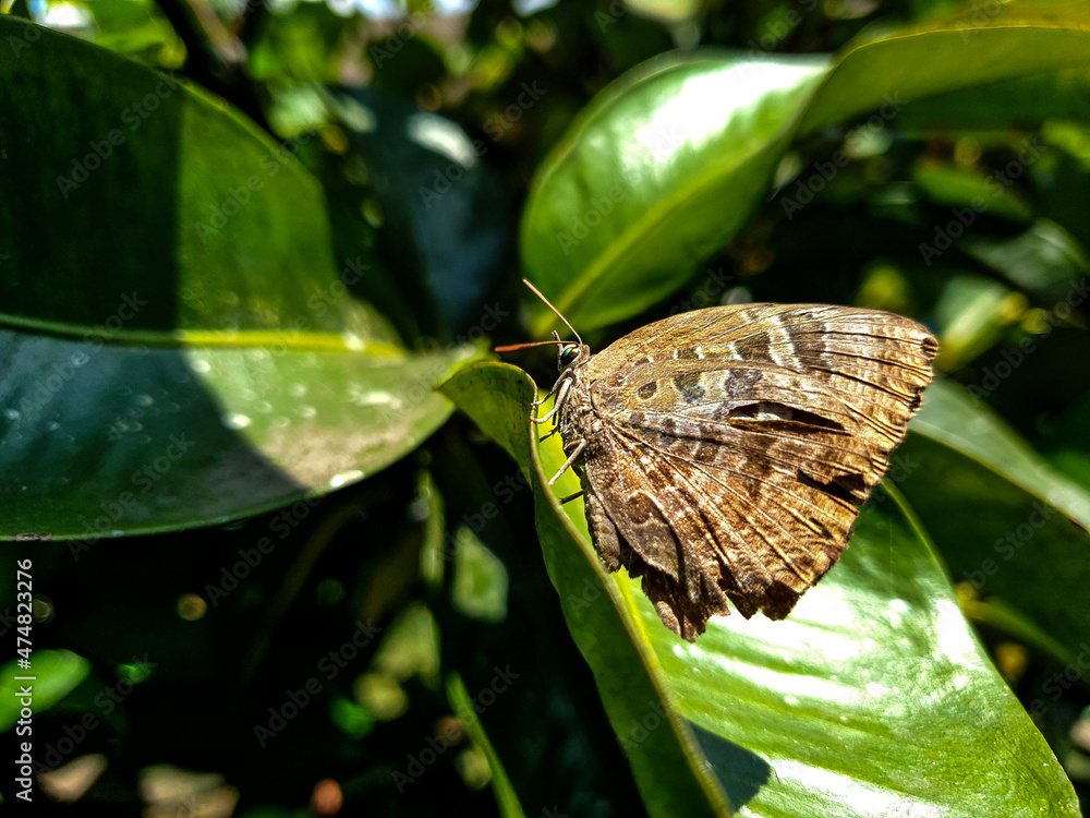 Obraz premium butterfly on leaf background