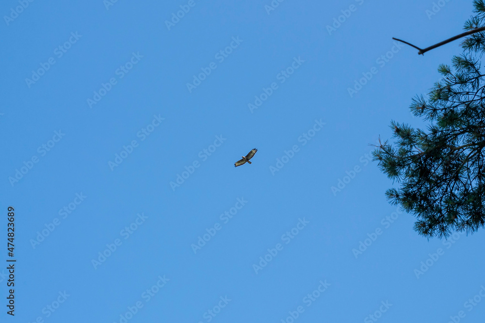 A hawk soaring high in the sky. Bird of prey on a background of blue sky.