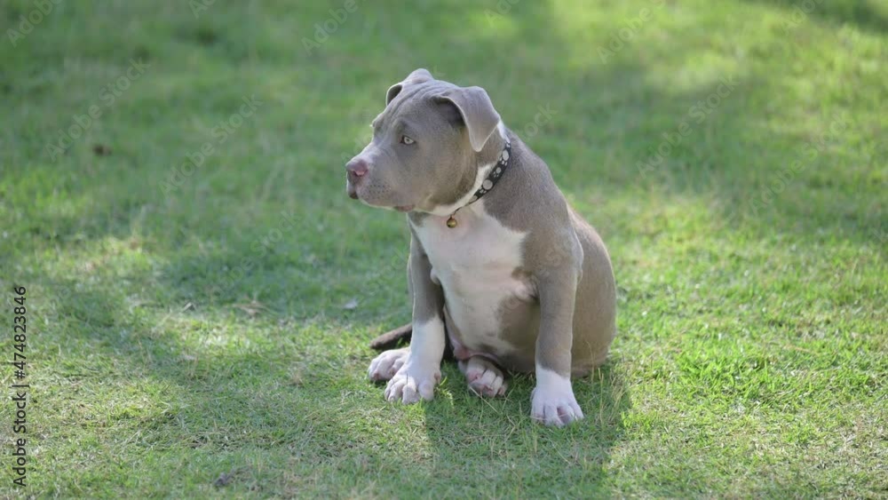 American bully dog puppy in farm, dog cute funny friend American bully dog puppy in farm, dog cute funny friend
