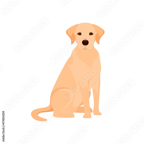 Cute labrador on a white background. A dog in a cartoon design. 