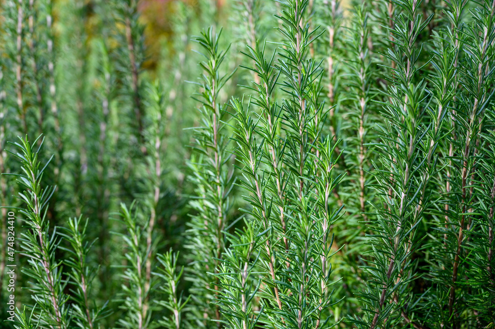 Healthy rosemary plant growing in a kitchen garden, a study in pattern and texture, as a nature background
