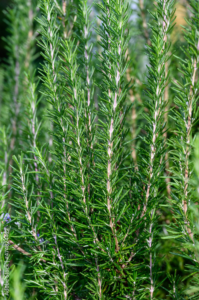 Healthy rosemary plant growing in a kitchen garden, a study in pattern and texture, as a nature background
Healthy rosemary plant growing in a kitchen garden, a study in pattern and texture, as a nature background