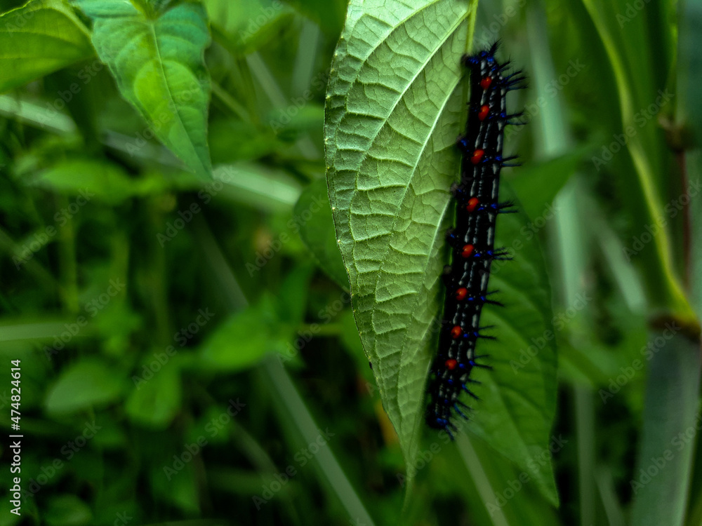 caterpillar on a leaf background