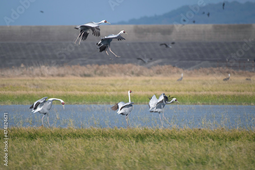 White-naped cranes landing in the roost © 雅文 大石
