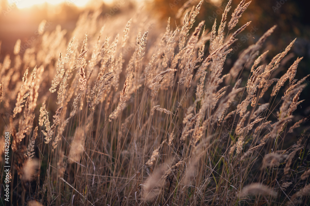 Obraz premium Pampas Grass outdoor. Abstract background with trendy dry reed. Soft focus, blurred background