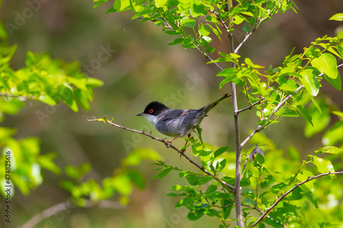 green background a wooded field a bird wearing a songbird, Sardinian Warbler, Sylvia melanocephala