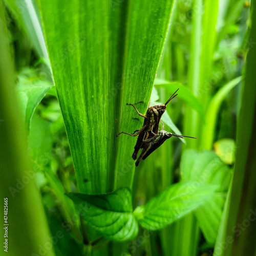 bug on a leaf background nature