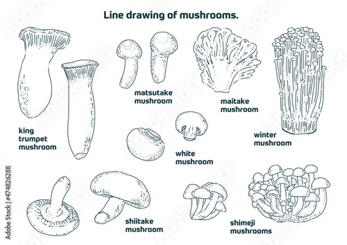 いろんな種類のキノコのおしゃれな線画(Fashionable line drawings of various kinds of mushrooms.)
