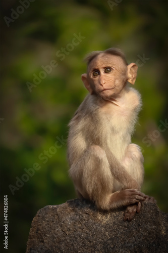 Photography portrait of a macaque at forest