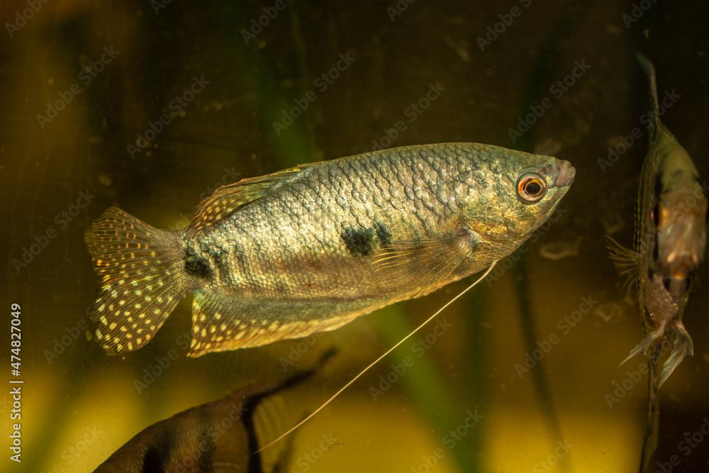 aquarium fish tropical fish , aquarium fish tropical fish ,