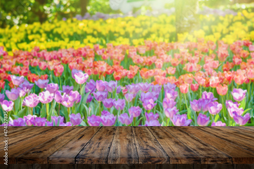 Tulip flowers for decoration, beauty, postcard and agricultural concept design.