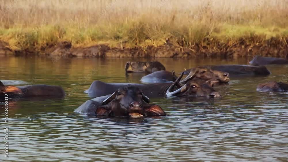 Aggressive big hippopotamus joins a large family. Take a dip in the cool water on a hot summer day. Half slow motion shot. Queen Elizabeth National Park, Kasese, Uganda. Aggressive big hippopotamus joins a large family. Take a dip in the cool water on a hot summer day. Half slow motion shot. Queen Elizabeth National Park, Kasese, Uganda.