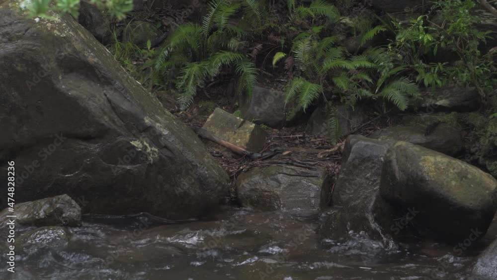 Mountain River in the wood. Beautiful wildlife landscape. Mountain River in the wood. Beautiful wildlife landscape.