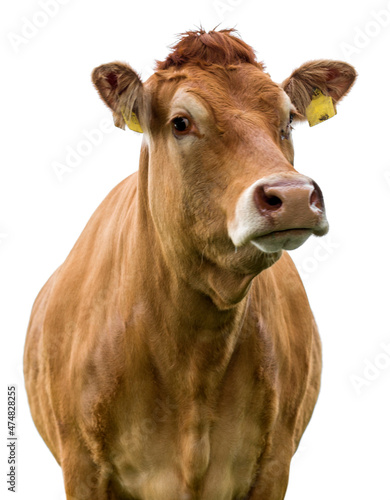 Fotografia cow on a white background isolated
