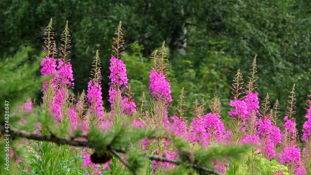 Beautiful landscape in French Alps with flowers of fireweed (Chamaenerion angustifolium), lake and mountains Beautiful landscape in French Alps with flowers of fireweed (Chamaenerion angustifolium), lake and mountains