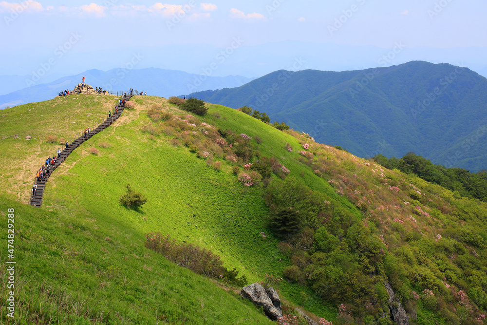 Fototapeta premium 5월 소백산의 봄 풍경 