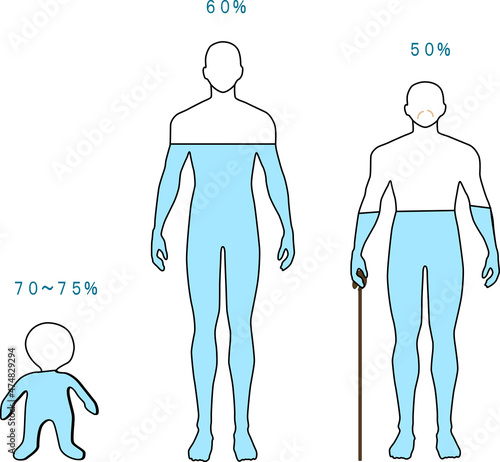 子供と成人と高齢者の体内水分量