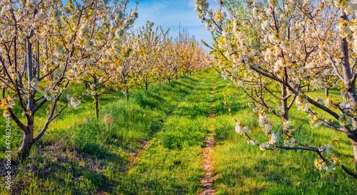 Fototapeta Naklejka Na Ścianę i Meble -  Beautiful spring scenery. Colorful morning view of apple trees garden in the outskirts of Bitola town. Wonderful outdoor scene of North Macedonia.