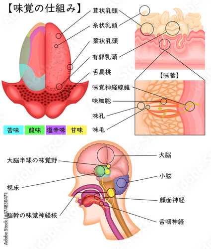 味覚の仕組み イラスト 日本語