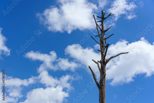 Alone dead tree or Dry tree branches against a blue sky with clouds