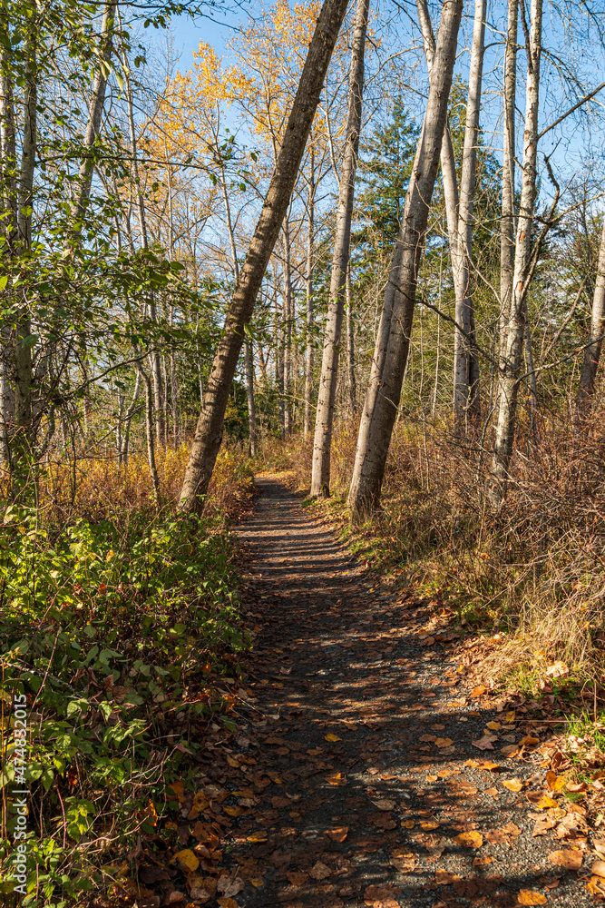 beautiful walking path in the forest covered with golden leaves under the afternoon sun beautiful walking path in the forest covered with golden leaves under the afternoon sun