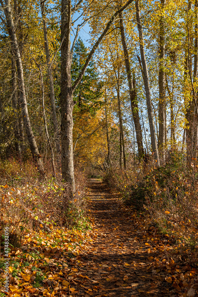 beautiful walking path in the forest covered with golden leaves under the afternoon sun beautiful walking path in the forest covered with golden leaves under the afternoon sun