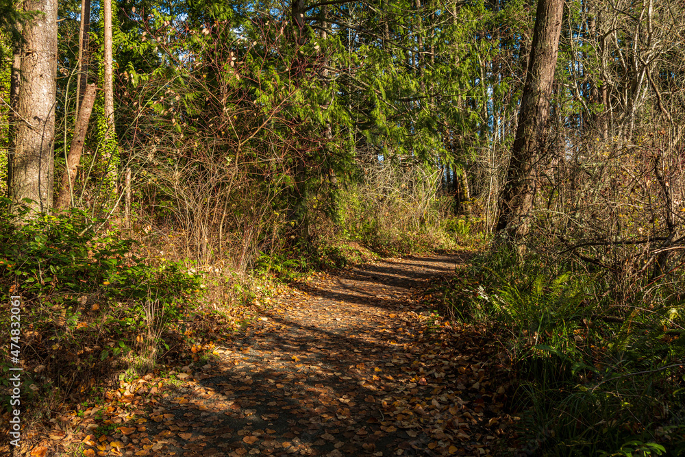 Obraz premium walking path covered with beautiful golden leaves in the park with sunlight breaking through the tree trunks