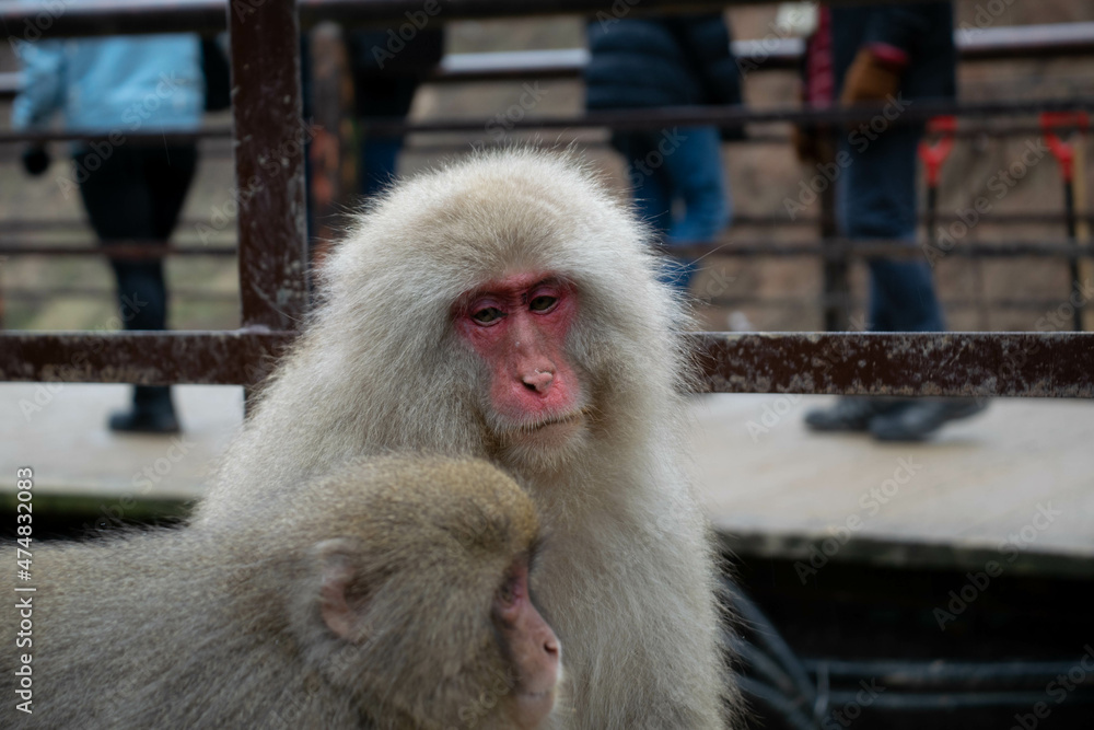 Naklejka premium Japanese macaque monkeys Nagano hot springs